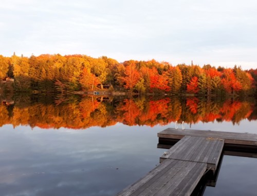 Kanadas Tierwelt – Die atemberaubende Natur in Nova Scotia